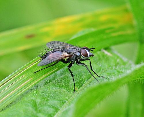 Réf. 352 828 : Eriothrix rufomaculata